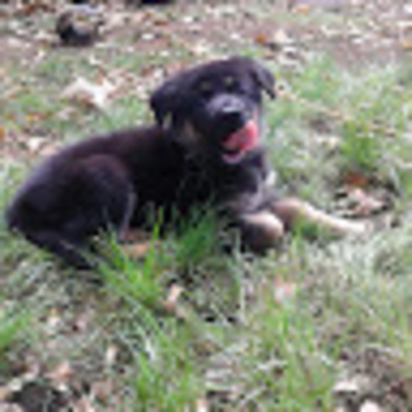 Meet your Posher, Connor - Picture 1 of 1